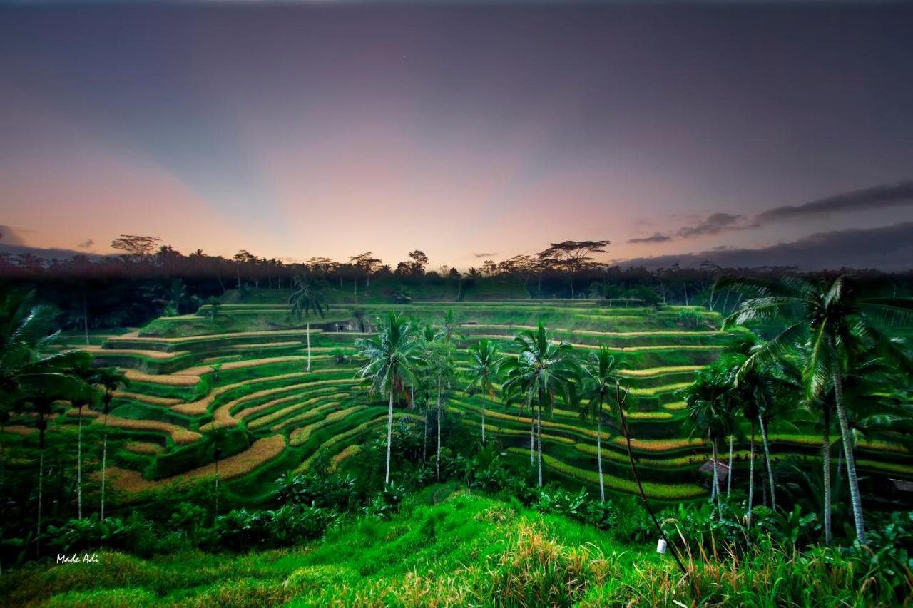 Puri Padma Hotel Ubud Dış mekan fotoğraf